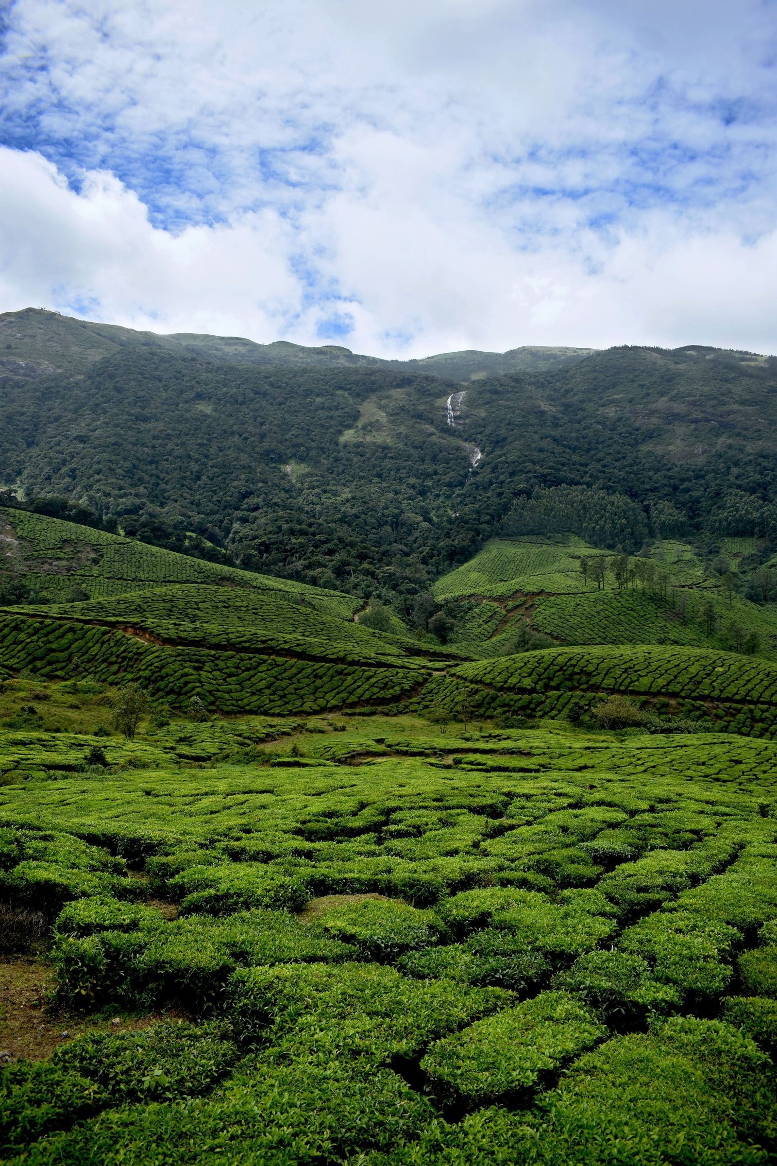 Munnar Estate Days - Munnar, Kerala