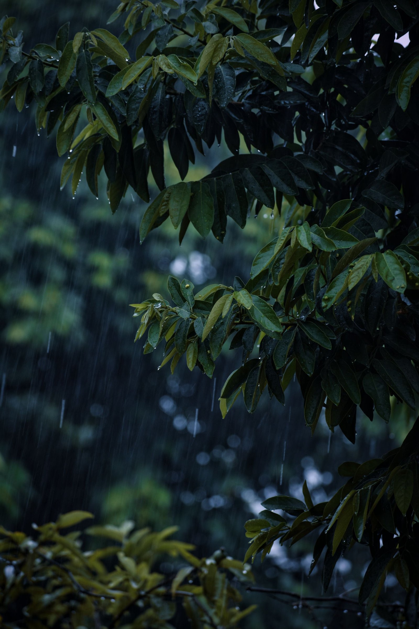 Karkidakam: Why Kerala Treats in the Rain